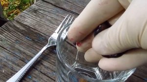 Голубика .10 способов размножения. Способ №2  выращивание  голубики  из семян.