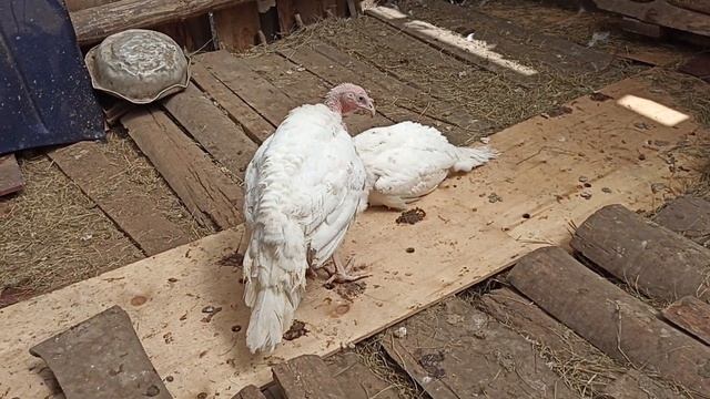 Содержание, питание, уход за бролерными индюками!! Итог 1 индюк-25 кг. мяса! смотреть онлайн
