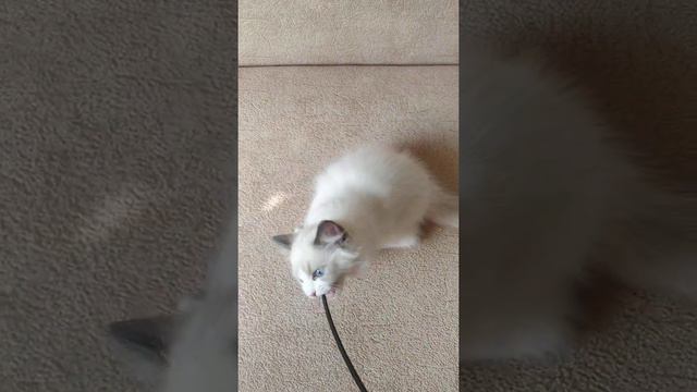 Ragdoll kitten смотреть онлайн