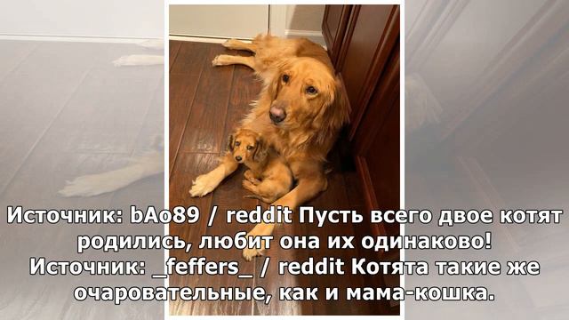 Проблема «отцов и детей» свойственна не только людям. 14 животных примеров этого смотреть онлайн
