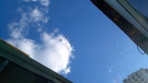 Курские голуби.Липецк.Семенихина Олега.