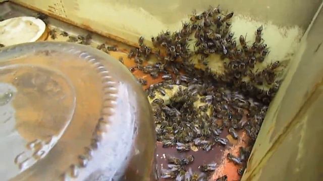 улей с пчелами, который не надо осматривать весь сезон - часть 2 - ответы на вопросы смотреть онлайн