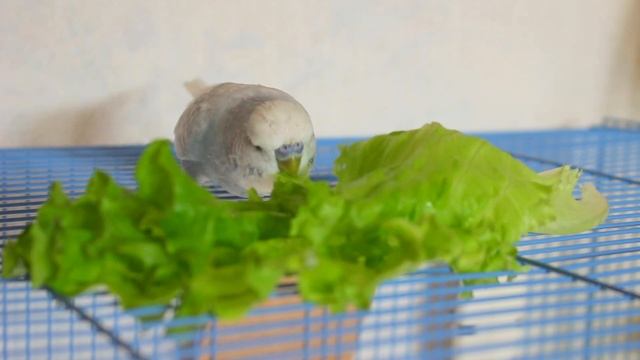 Чарли ест салатик/Budgie eats salad смотреть онлайн