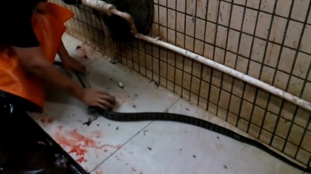 Китай.Змея. смотреть онлайн