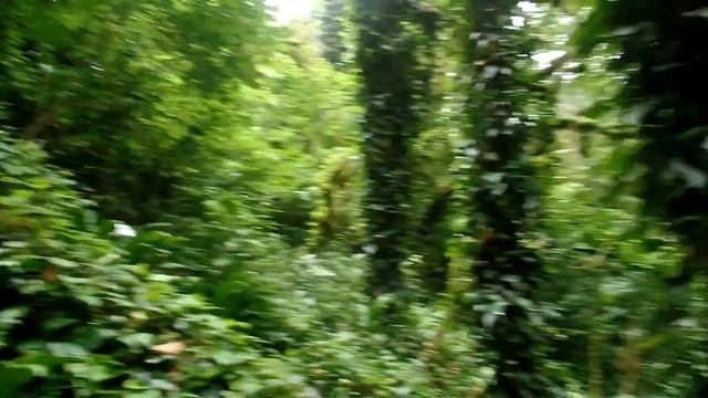 прогулка по Самшитовому лесу города сочи смотреть онлайн