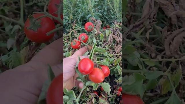 Помидор Асвон F1, осенью. смотреть онлайн