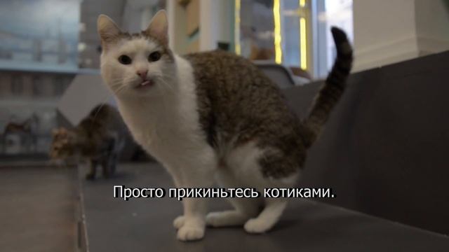 Коты за курсантов Satisfaction флешмоб смотреть онлайн