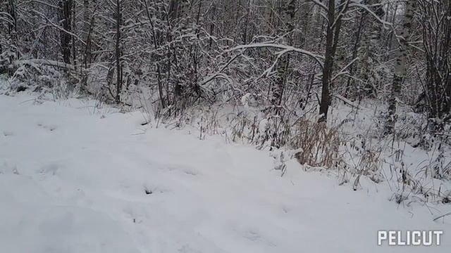 01.12.21г. Охота с русской гончей смотреть онлайн
