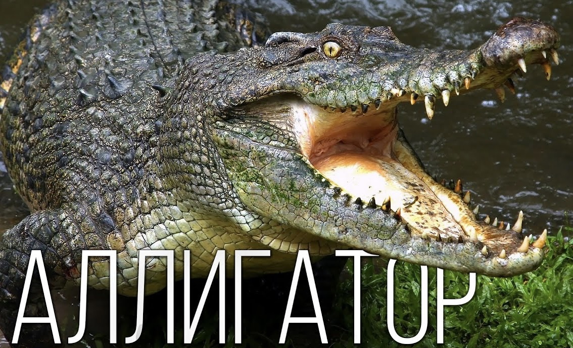 Аллигатор: Чем он отличается от крокодилов? Интересные факты | смотреть онлайн