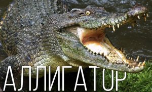 Аллигатор: Чем он отличается от крокодилов? Интересные факты |