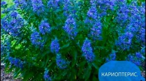 Цветущие кустарники.