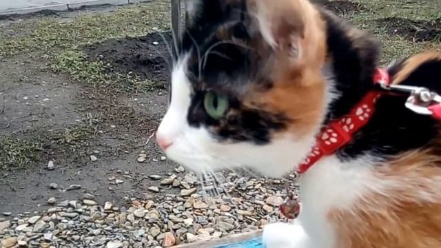 Видеообзор (корм для кошек Cat Chow Adult с уткой) смотреть онлайн