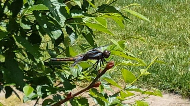 попрыгунья стрекоза лето красное пропела....... смотреть онлайн