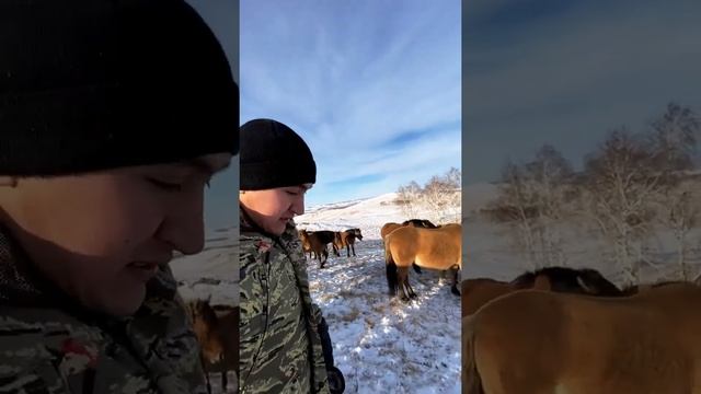 Даю соль лошадям, они очень любят его погрызть смотреть онлайн