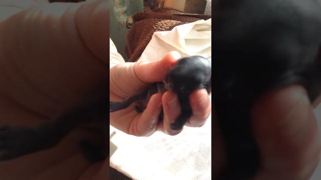 Новорожденные кролики искусственное вскармливание смотреть онлайн