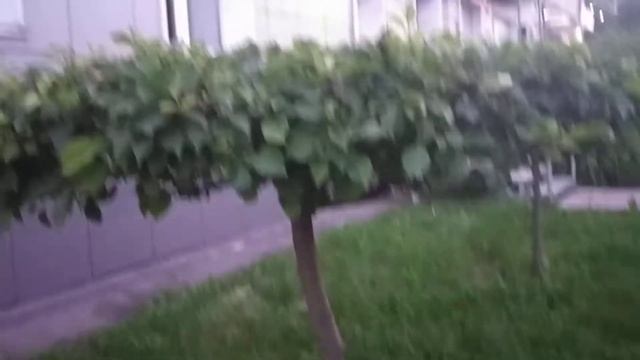 Идея очень необычной стрижки при оформлении кустарника #Shorts смотреть онлайн