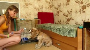 Как научить собаку приносить игрушку.