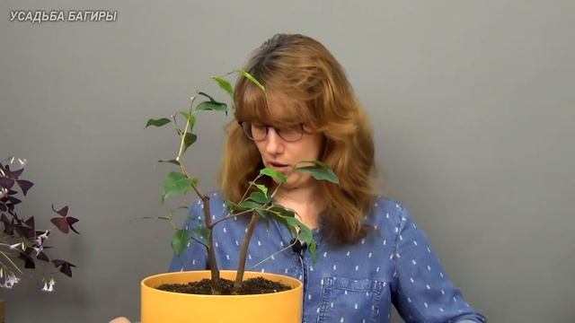 Бонсай из фикуса Бенджамина в стиле Раздвоенный ствол (ч.2). смотреть онлайн