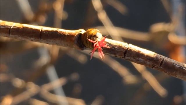 Common Hazel (Corylus avellana) - female flower close up - January 2018 смотреть онлайн