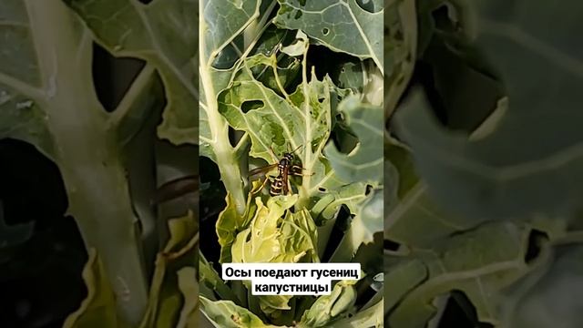 Насекомые помощники в саду и огороде. Осы поедают гусениц капустницы смотреть онлайн