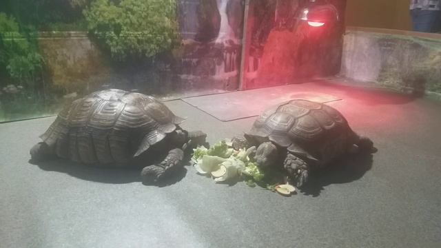 Шпороносная черепаха. Выставка черепах. Житомир. 28.10.2022 смотреть онлайн