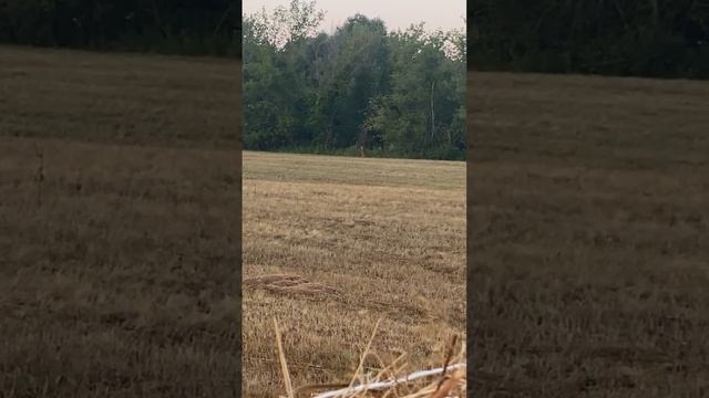 Охота на самца Косули с манком… смотреть онлайн