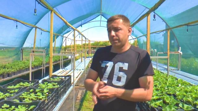 Клубника #3 История развития клубничной фермы, опыт светокультуры и реалии бизнеса на клубнике. смотреть онлайн