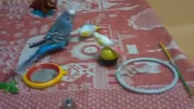 Мой попугайчик, переворачивается))) смотреть онлайн