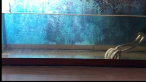 Как избавиться от червей в аквариуме раз и навсегда? Смотри мое видео!