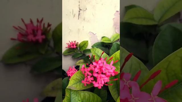 Ixora#Ixora coccinea #flame of the woods# jungle geranium#Rubiaceae смотреть онлайн