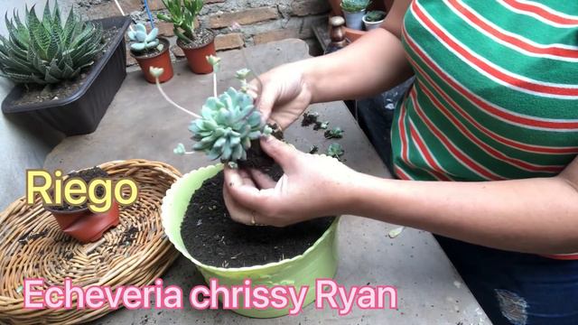 Echeveria chrissy Ryan trasplante 2022 смотреть онлайн