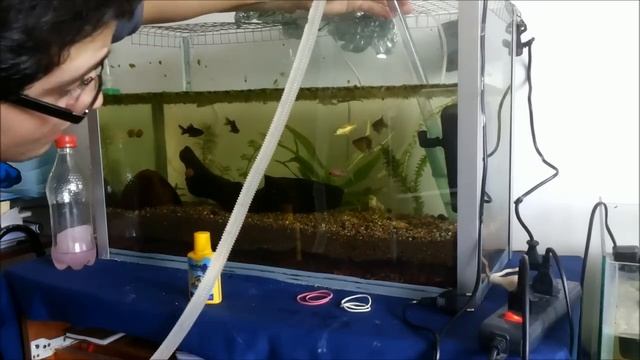 ¿Cómo sifonear y limpiar tu acuario? - Tutoriales Acuariofilia смотреть онлайн