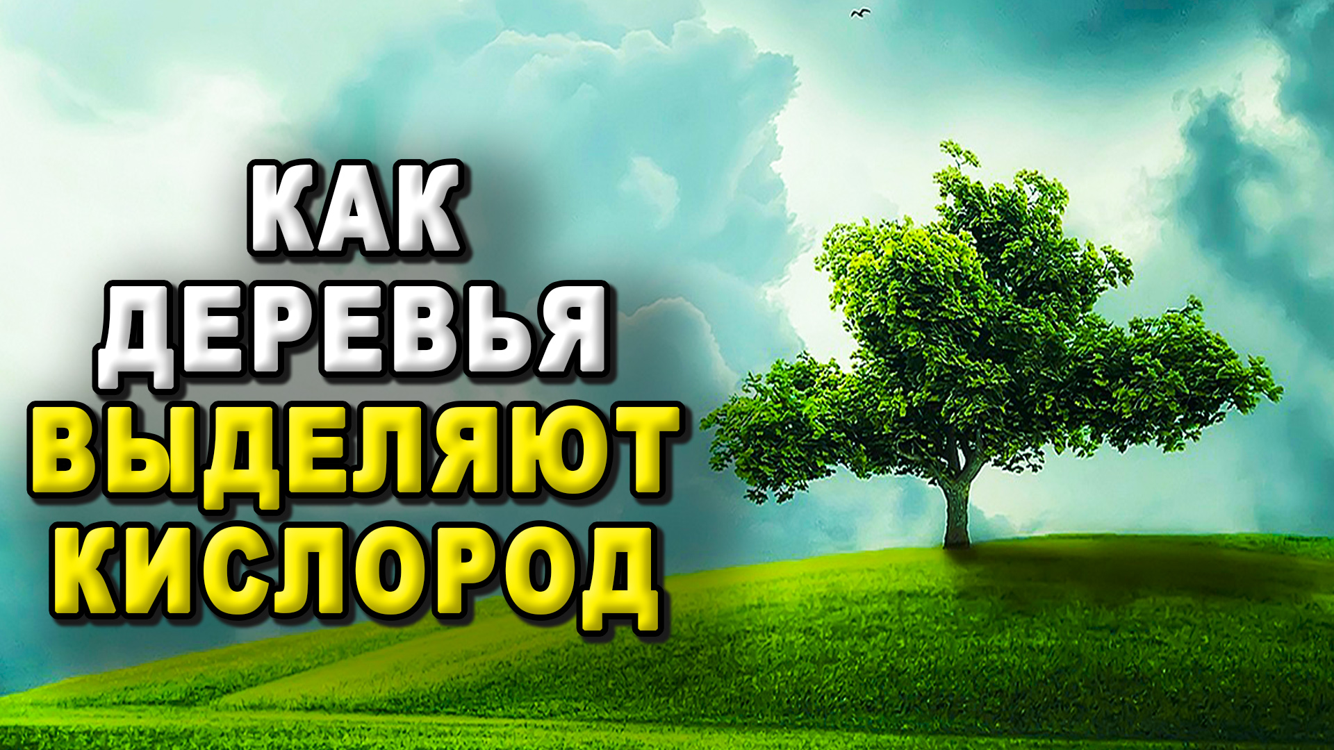 Как деревья выделяют кислород