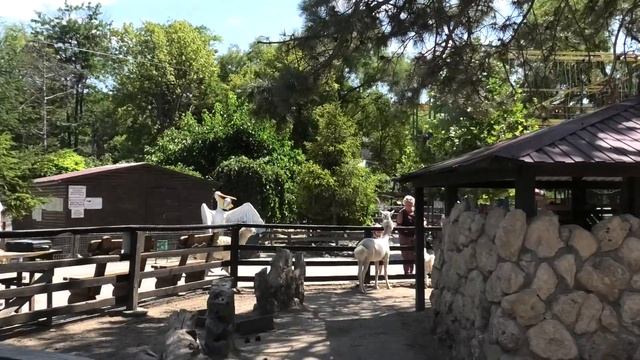 Альпака шла в салон красоты, а Грета охотилась) Alpaca went to the beauty salon, and Greta hunted) смотреть онлайн