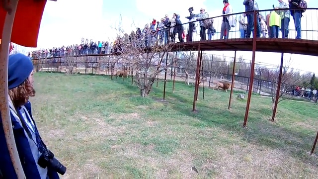 Тайган выпустил львов из вольеров Крым 2017 смотреть онлайн