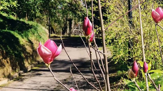 Батуми 2021. Ботанический сад . Лучшие места в Грузии . смотреть онлайн