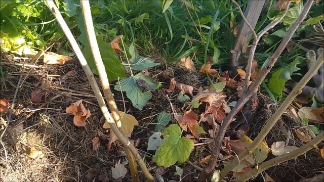 Сажаю новые покупки, обрабатываю туи, закончила электрику дома//Наталья Харитонова смотреть онлайн