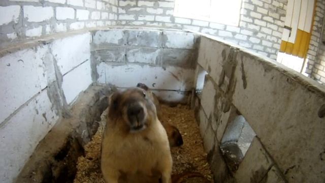 БАЙБАК... is back смотреть онлайн