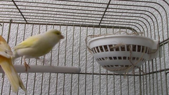 İlk Kez Yuva Ören KANARYANIN MUAZZAM YUVASI смотреть онлайн