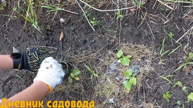 Как пересадить СЕМЕННЫЕ огурцы. Пересадка огурцов смотреть онлайн