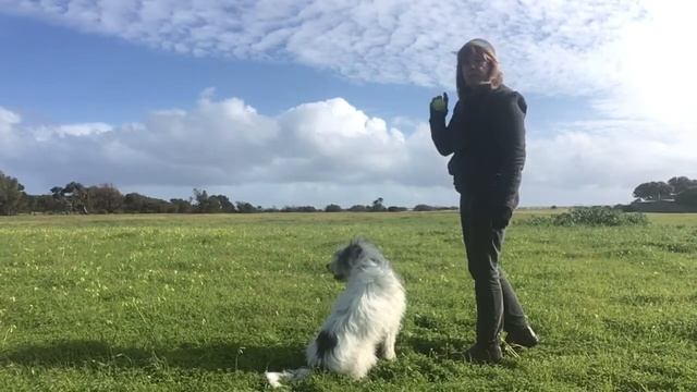 Adelaide Dog Trainer Shows a Nose Work Game - Find A Toy смотреть онлайн