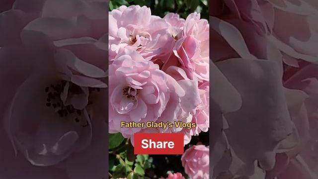 BoNiCa82 Rose смотреть онлайн