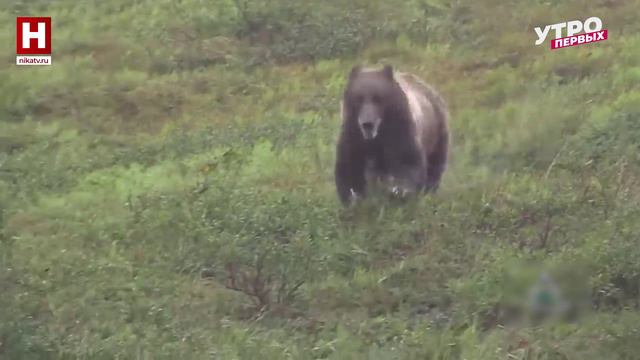 Животные в сказках | ЗООМАНИЯ