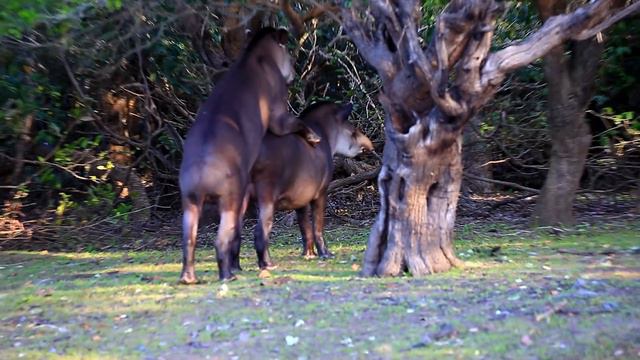 Wild Tapirs Mating in Rio Mutum, Pantanal Region of Brazil смотреть онлайн