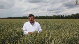 Тритикале - зерно кормовая культура больших возможностей!