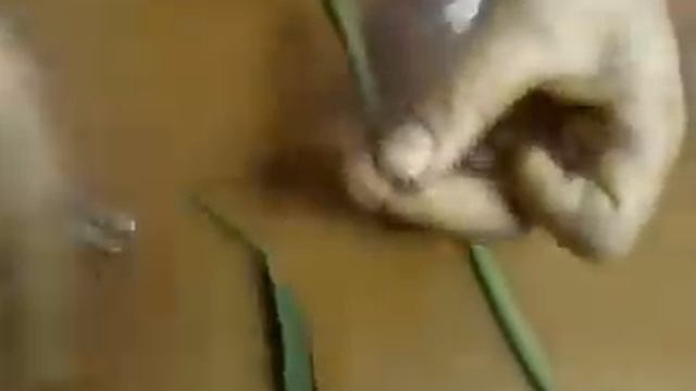 ловля амура на камыш смотреть онлайн