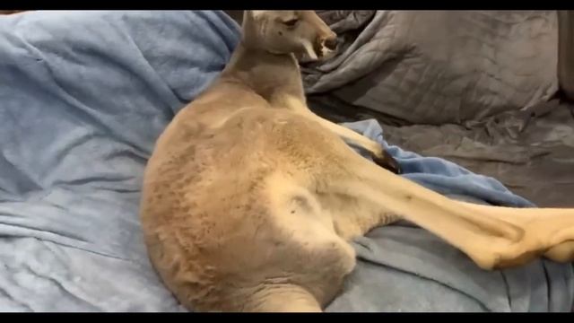 Спасённый КЕНГУРУ думает что он собака и настаивает на ежедневных объятиях со своими родителями! смотреть онлайн