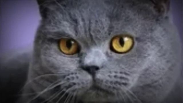 Кошка во время течки / Сколько длится течка у кошек? смотреть онлайн