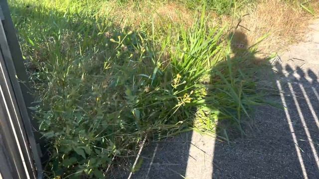 Yard Transformation To Avoid Getting Hefty Fine From Council - Slash And Dash #satisfyingvideo