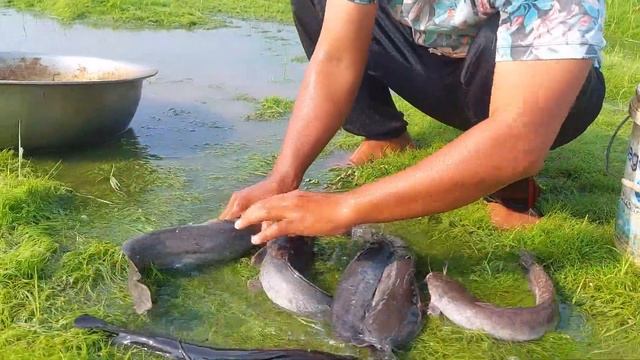 unique fishing skill-pick a lot duck eggs & catch fish by hand fisherman skill-best hand fishing смотреть онлайн